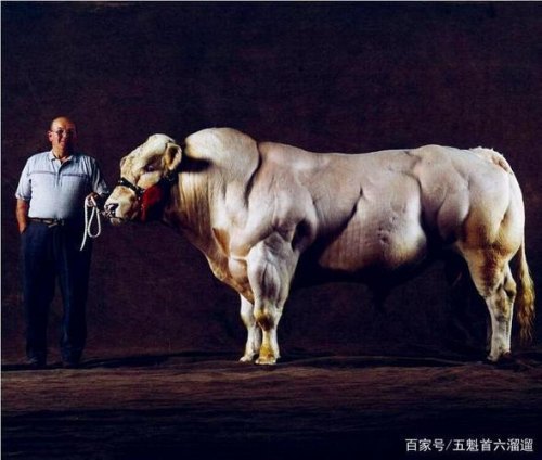 牛打蓝什么变化(牛有什么变化)-第1张图片-森炫投资网